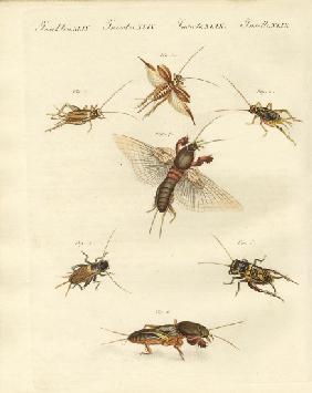 Different kinds of local crickets