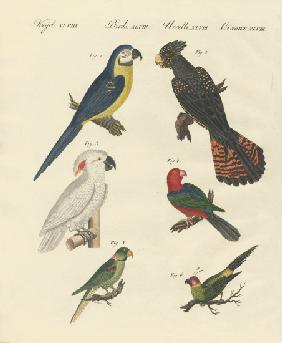 Different kinds of parrots