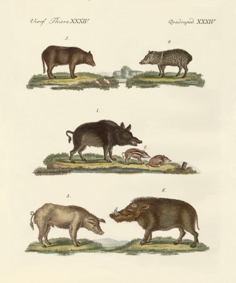 Different kinds of pigs from German School, (19th century)