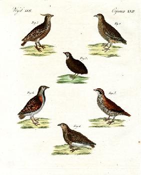 Different kinds of quails