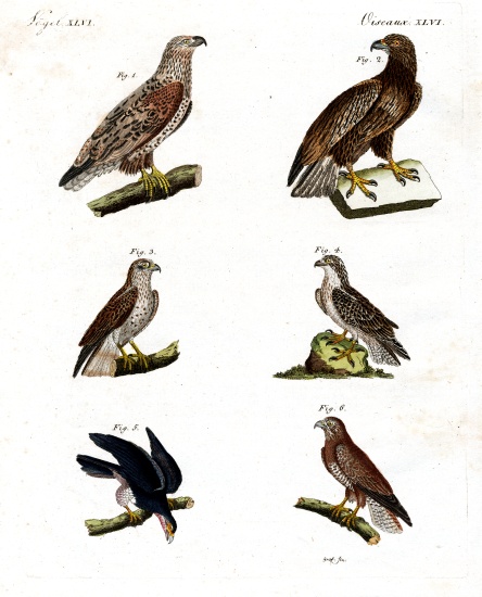 Different kinds of raptors from German School, (19th century)