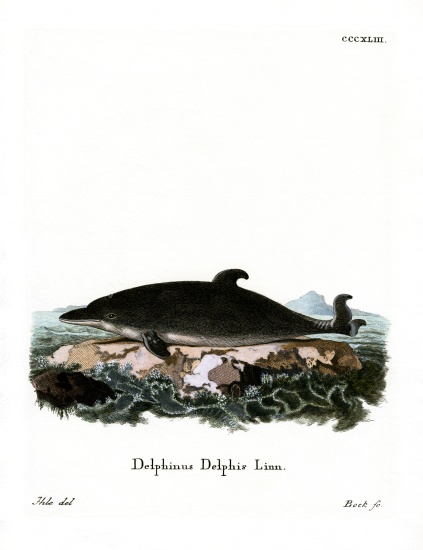 Dolphin from German School, (19th century)