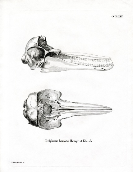 Dolphin Skull from German School, (19th century)
