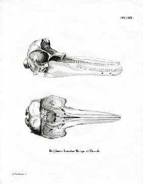 Dolphin Skull