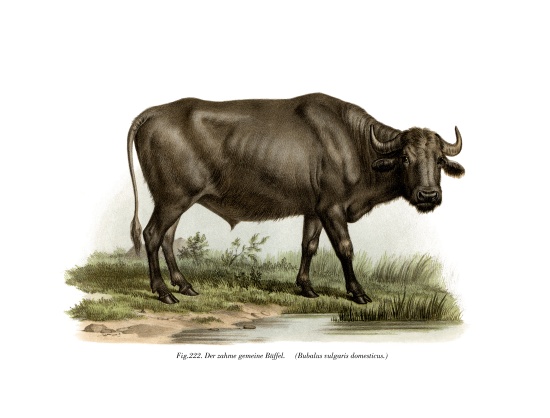 Domestic Buffalo from German School, (19th century)