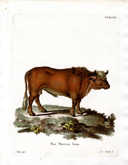 Domestic Cattle from German School, (19th century)