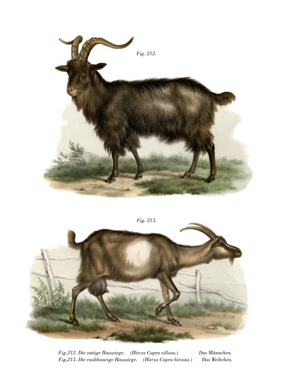 Domestic Goat from German School, (19th century)