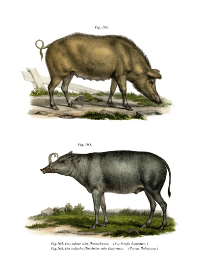 Domestic Pig from German School, (19th century)