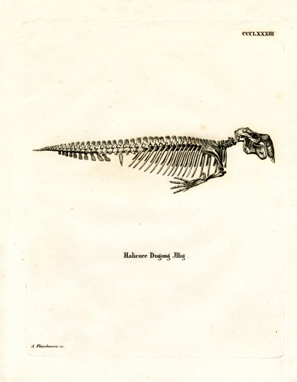Dugong Skeleton from German School, (19th century)