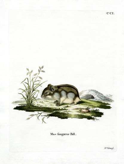 Dzhungarian Dwarf Hamster from German School, (19th century)