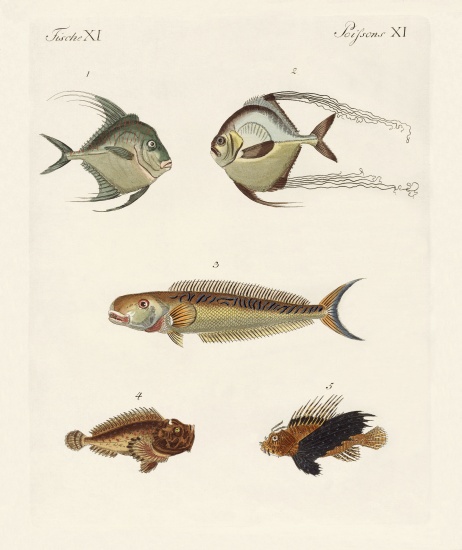 East Indian fish from German School, (19th century)