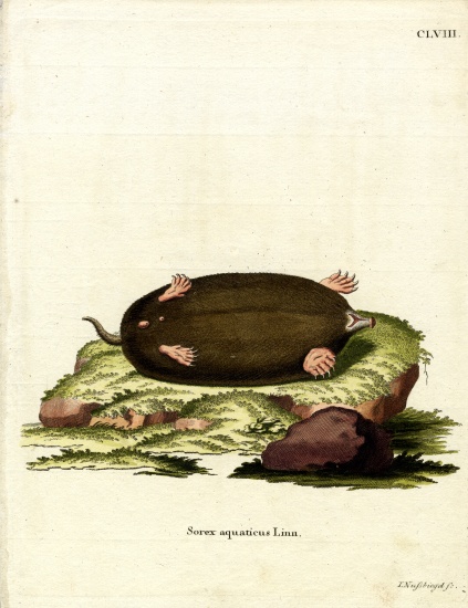 Eastern Mole from German School, (19th century)