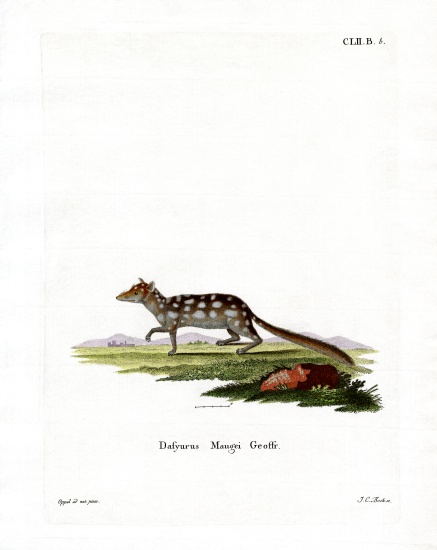 Eastern Quoll from German School, (19th century)