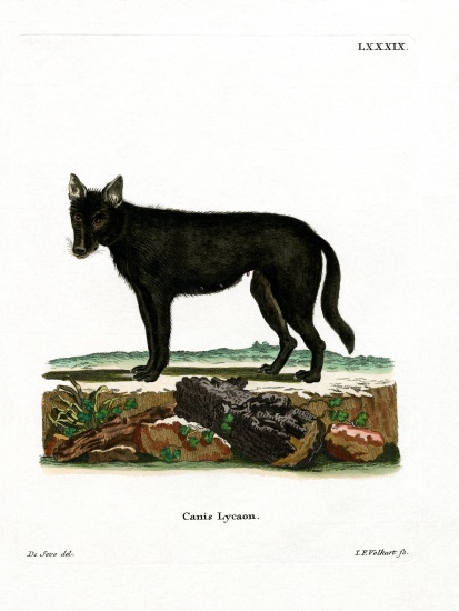 Eastern Timber Wolf from German School, (19th century)