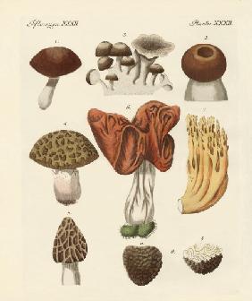 Eatable mushrooms