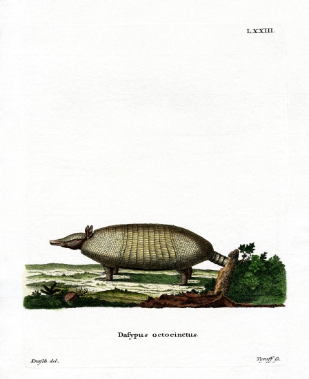 Eight-banded Armadillo from German School, (19th century)