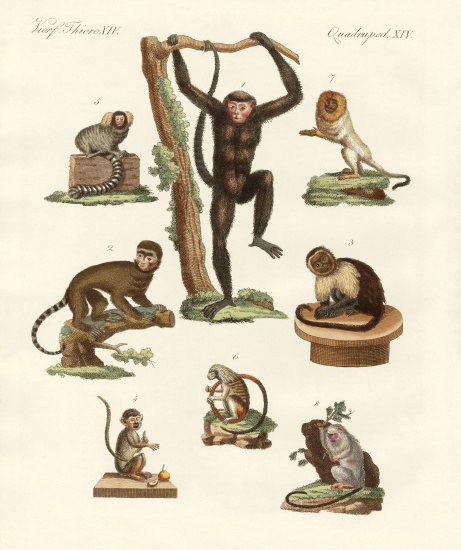 Eight kinds of monkeys from German School, (19th century)
