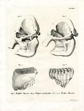 Elephant Skulls