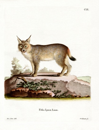 Eurasian Lynx from German School, (19th century)