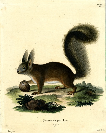 Eurasian Red Squirrel from German School, (19th century)