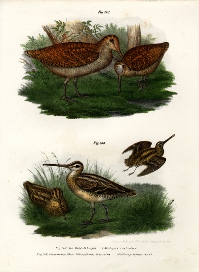 Eurasian Woodcock from German School, (19th century)