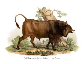European cattle
