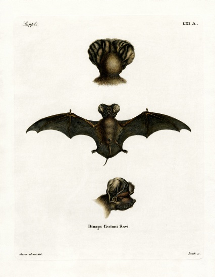 European Free-tailed Bat from German School, (19th century)