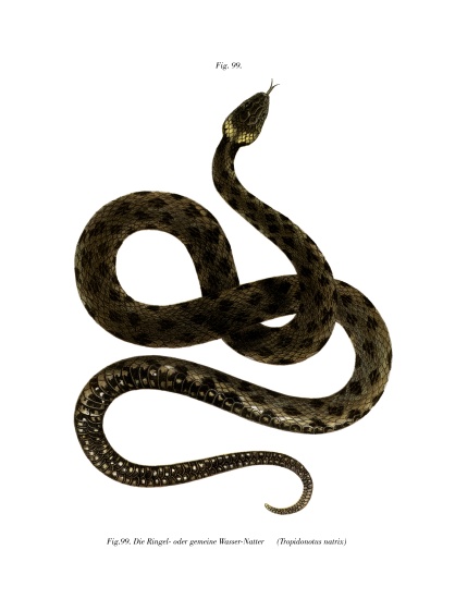 European Grass Snake from German School, (19th century)