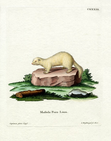 Ferret from German School, (19th century)