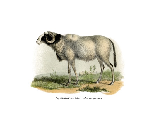 Fezzan-Sheep from German School, (19th century)