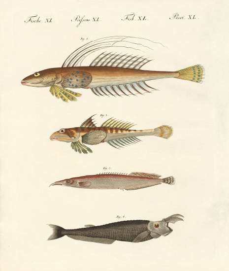 Fish with a strange form from German School, (19th century)