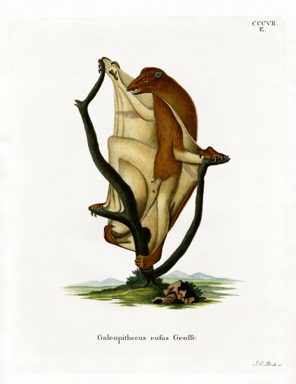 Flying Lemur from German School, (19th century)