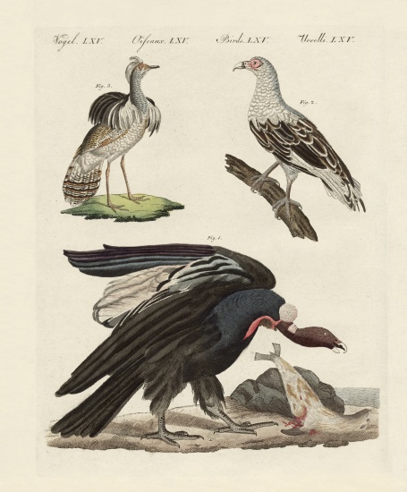 Foreign birds from German School, (19th century)