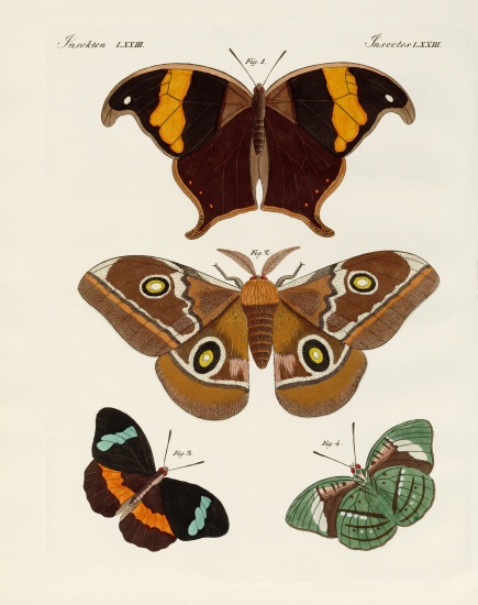 Foreign butterflies from German School, (19th century)