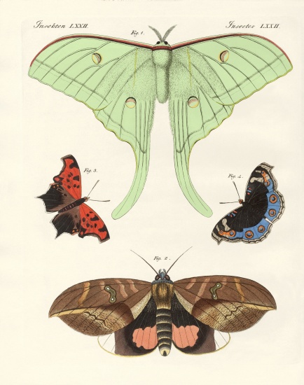 Foreign butterflies from German School, (19th century)
