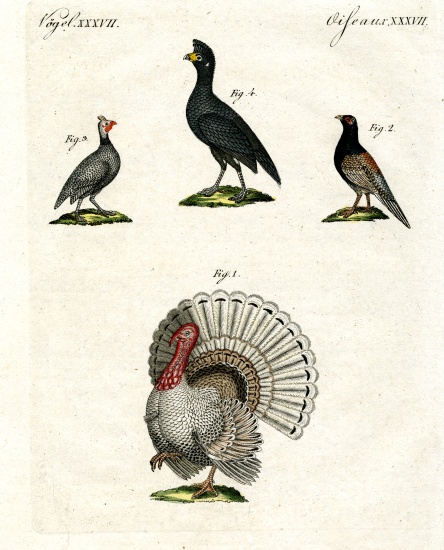 Foreign domestic poultry from German School, (19th century)