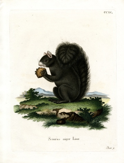 Fox Squirrel from German School, (19th century)
