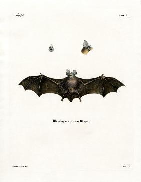 Geoffroy's Horseshoe Bat