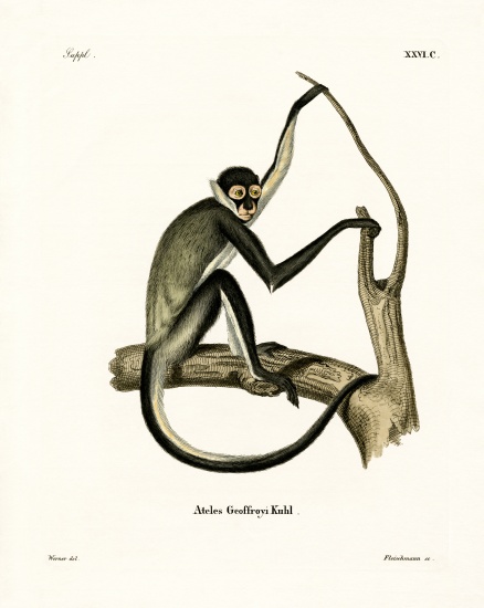 Geoffroy's Spider Monkey from German School, (19th century)