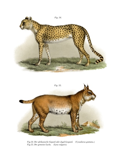 Gepard from German School, (19th century)