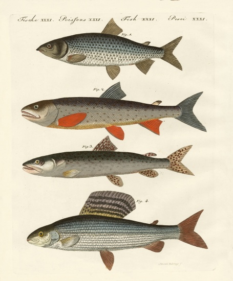 German river fish from German School, (19th century)