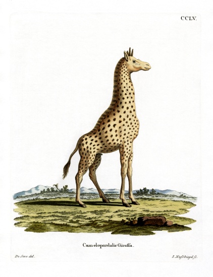 Giraffe from German School, (19th century)