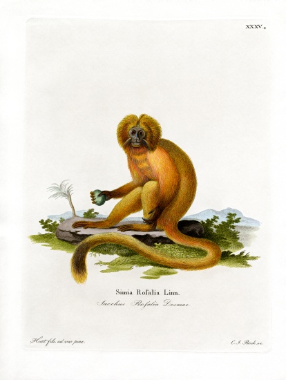 Golden Lion Tamarin from German School, (19th century)