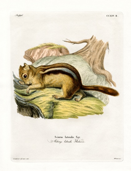 Golden-mantled Ground Squirrel from German School, (19th century)