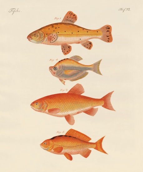 Goldfish from German School, (19th century)
