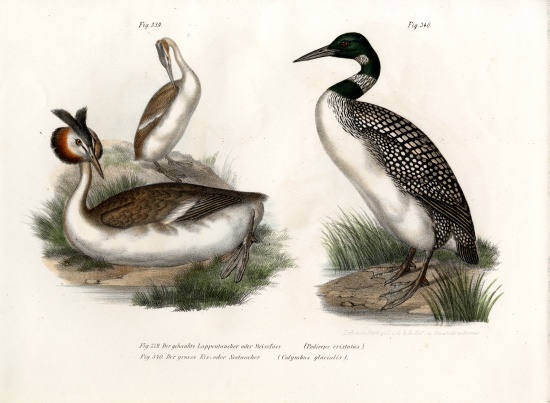 Great Crested Grebe from German School, (19th century)