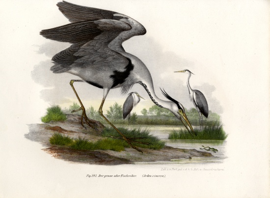 Grey Heron from German School, (19th century)