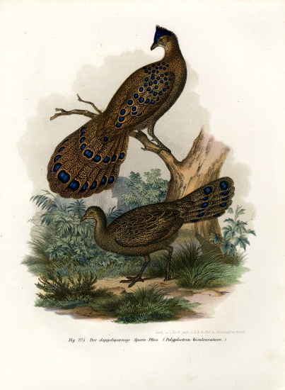 Grey Peacock-Pheasant from German School, (19th century)
