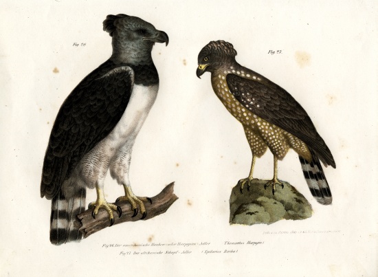 Harpy Eagle from German School, (19th century)