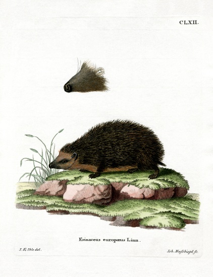 Hedgehog from German School, (19th century)